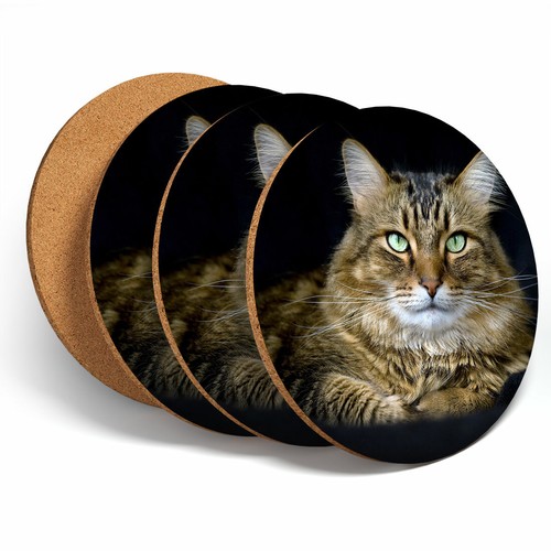 Set tabby maine coon - maine,