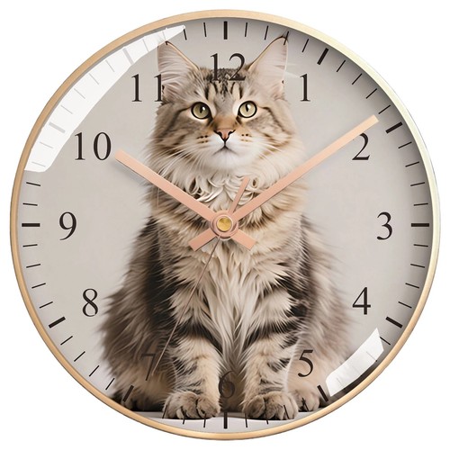 Cute maine coon - maine, wall