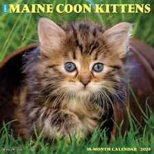 Maine Coon Kittens 2025 Wall