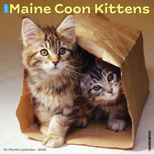 Maine coon kittens calendar - maine,