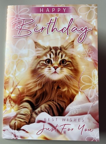 Maine coon cute - maine,