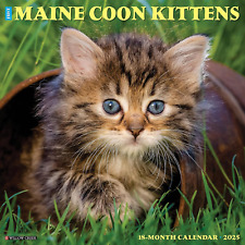 Maine Coon Kittens 2025 Wall