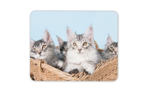 Cute maine coon kittens - maine,