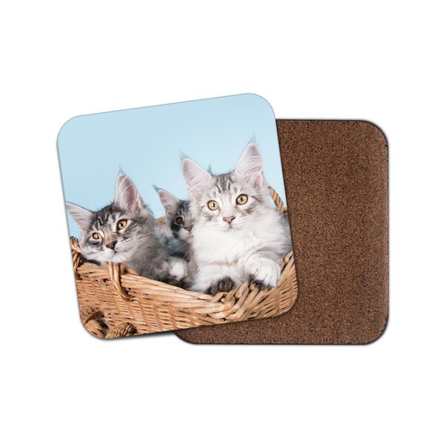 Cute maine coon kittens - cute,