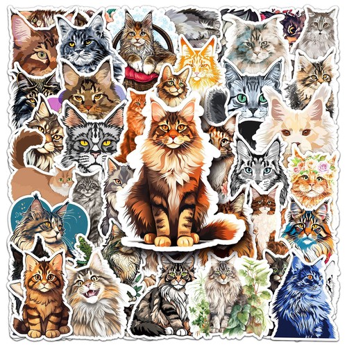 50x cute beautiful maine - beautiful, coon