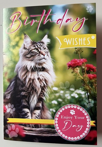 Cute maine coon kitten cat - cute,