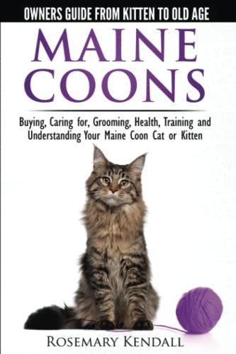 Maine coon cats - -, owners